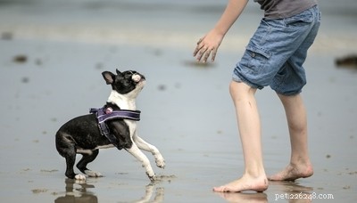 Top 20 Friendliest Dog Breeds Worldwide