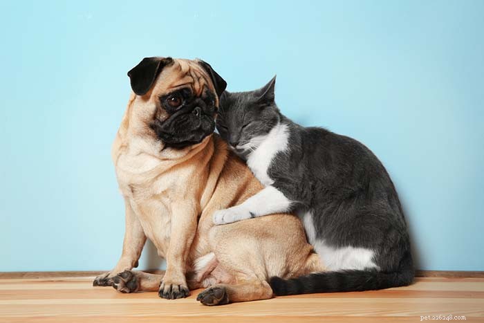Top 20 Friendliest Dog Breeds Worldwide