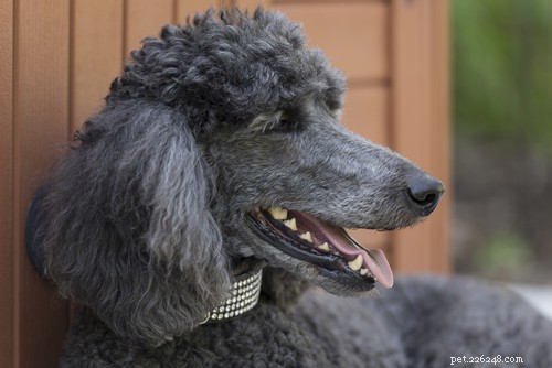 Top 20 Friendliest Dog Breeds Worldwide