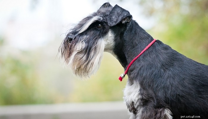 Top 20 Friendliest Dog Breeds Worldwide