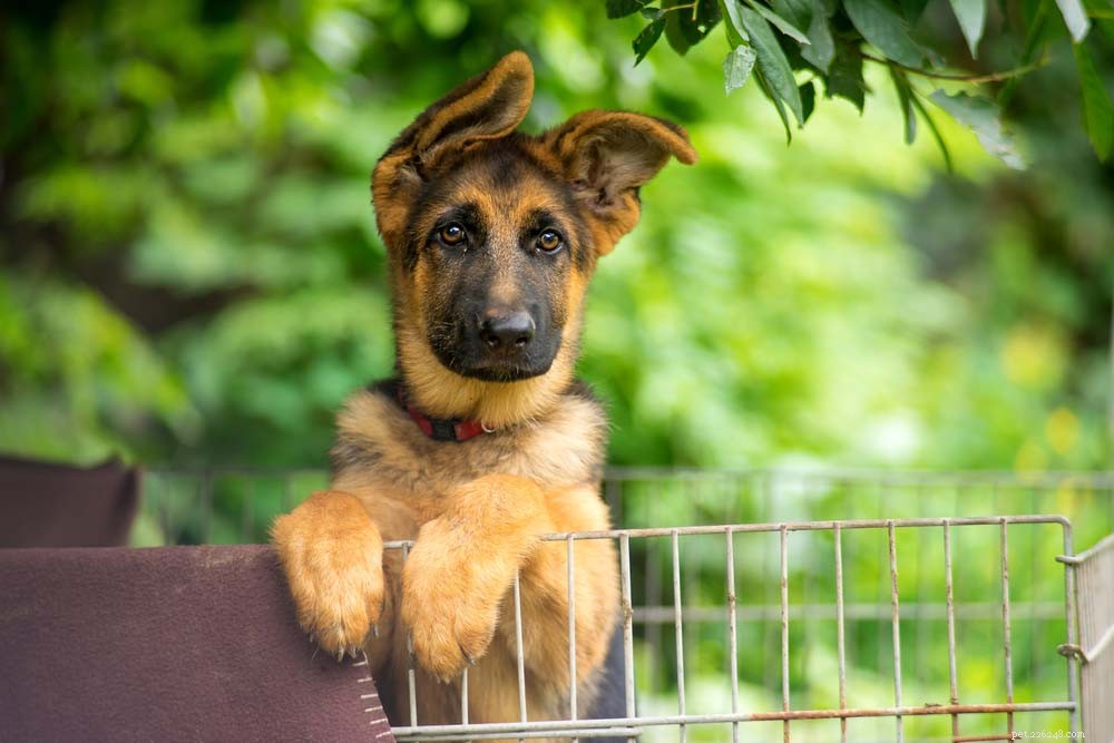 30 Most Popular Dog Breeds Loved Worldwide