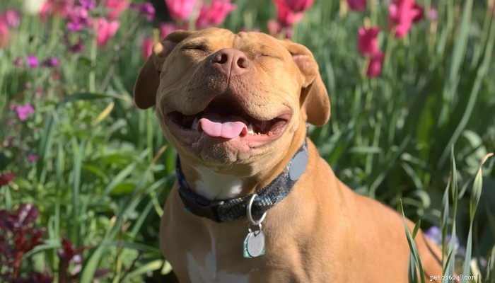 30 Most Popular Dog Breeds Loved Worldwide