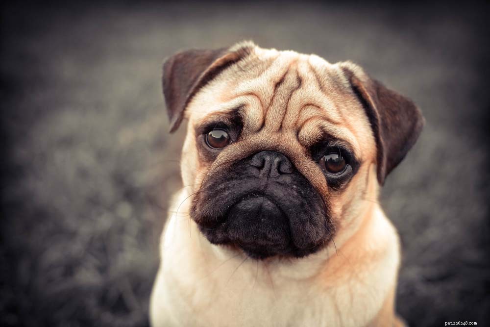 30 Most Popular Dog Breeds Loved Worldwide