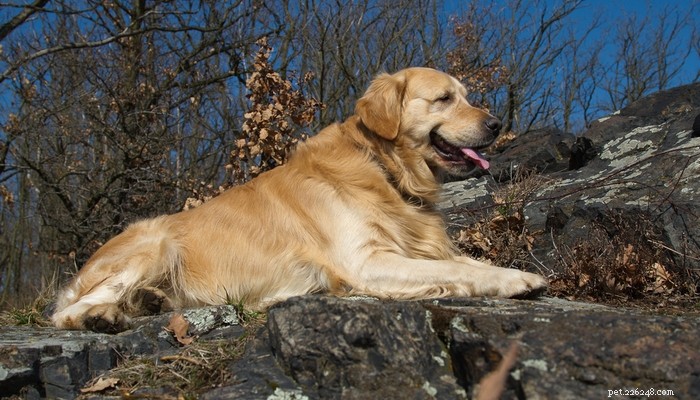 30 Most Popular Dog Breeds Loved Worldwide
