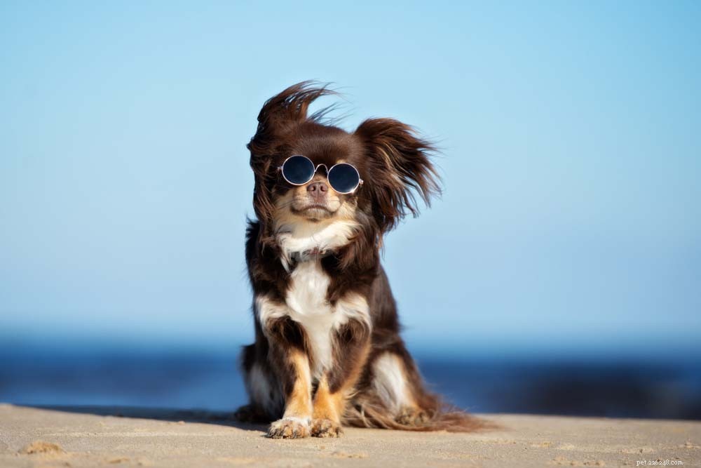 30 Most Popular Dog Breeds Loved Worldwide