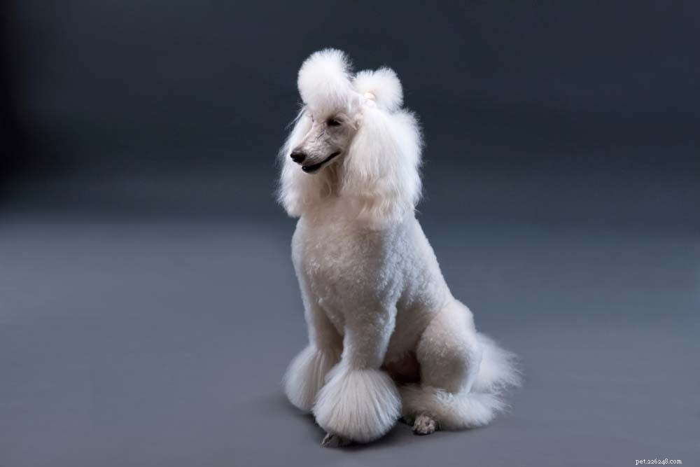 30 Most Popular Dog Breeds Loved Worldwide