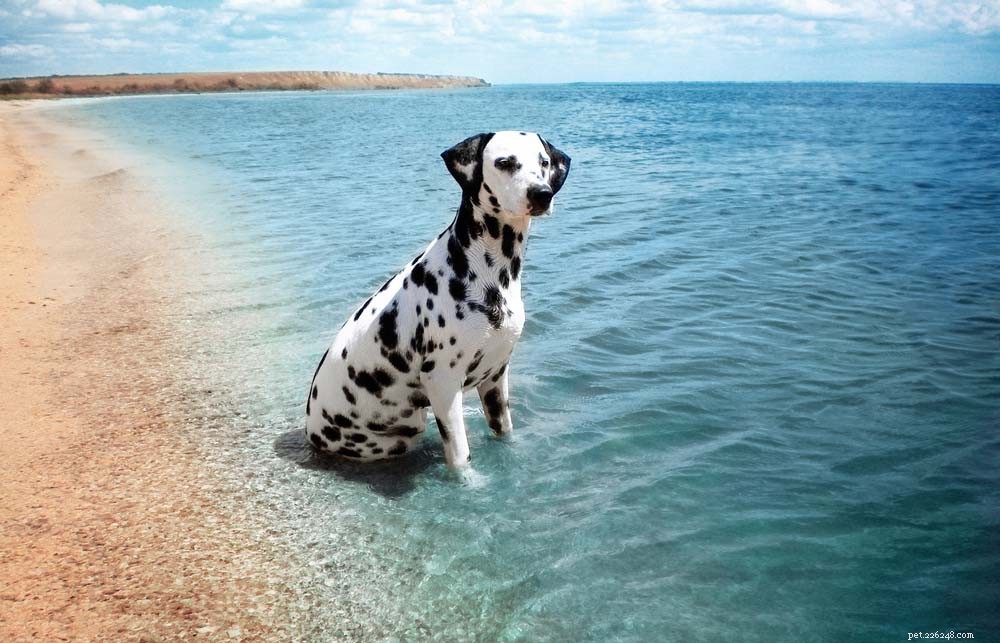 30 Most Popular Dog Breeds Loved Worldwide
