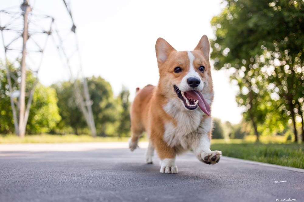 30 Most Popular Dog Breeds Loved Worldwide