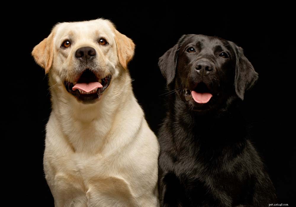 30 Most Popular Dog Breeds Loved Worldwide