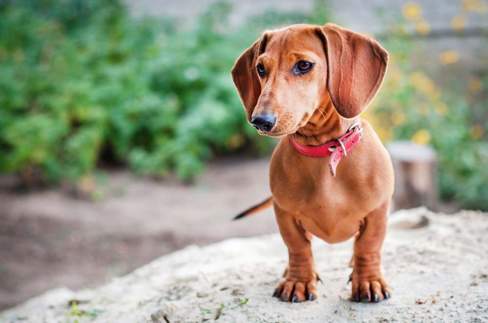 30 Most Popular Dog Breeds Loved Worldwide
