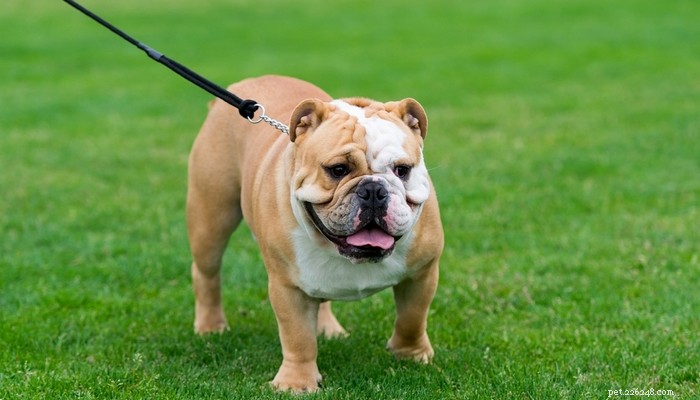 30 Most Popular Dog Breeds Loved Worldwide