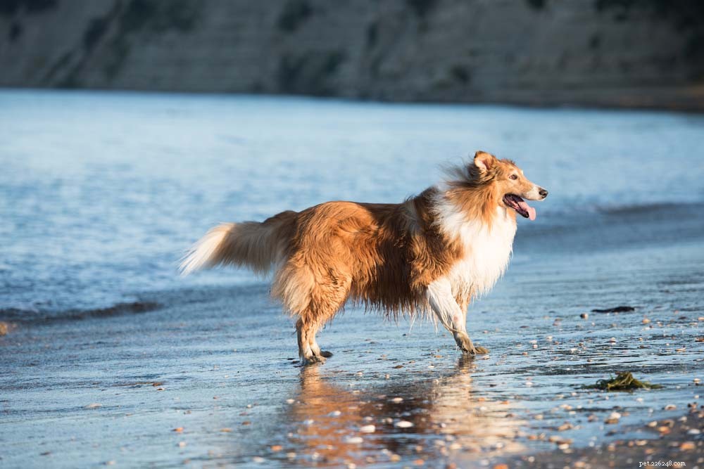 30 Most Popular Dog Breeds Loved Worldwide