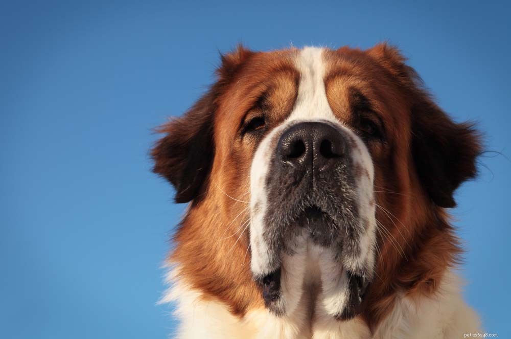 30 Most Popular Dog Breeds Loved Worldwide