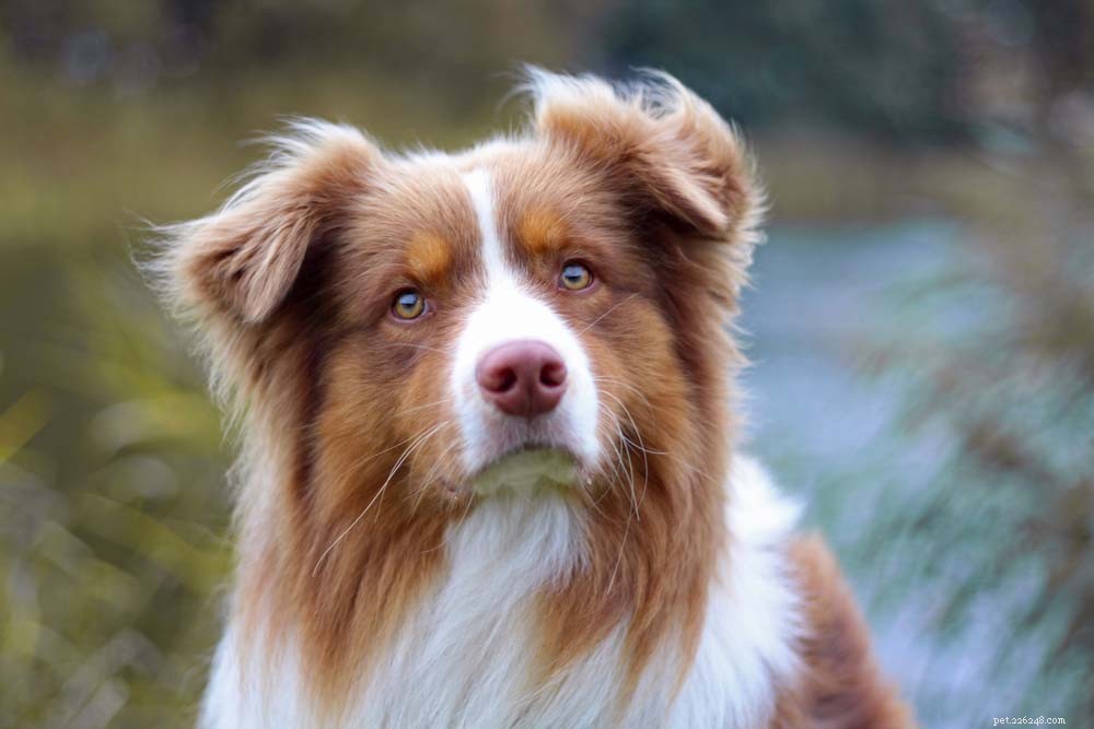30 Most Popular Dog Breeds Loved Worldwide