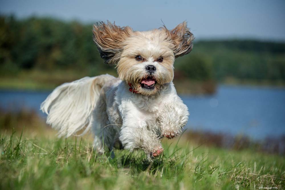 30 Most Popular Dog Breeds Loved Worldwide