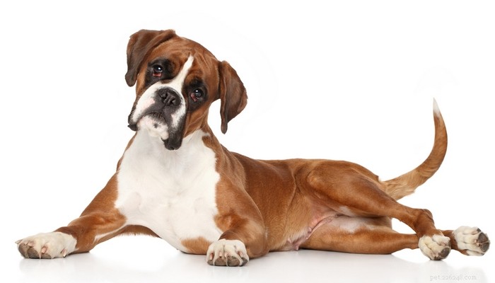30 Most Popular Dog Breeds Loved Worldwide