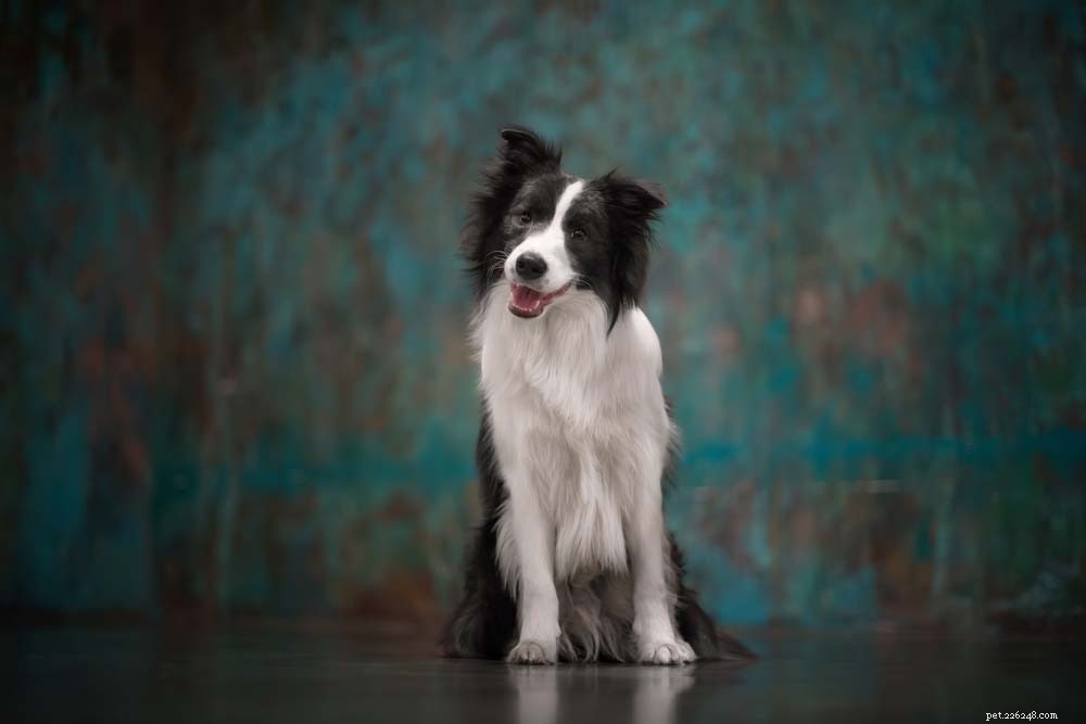 30 Most Popular Dog Breeds Loved Worldwide