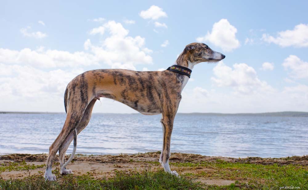 30 Most Popular Dog Breeds Loved Worldwide
