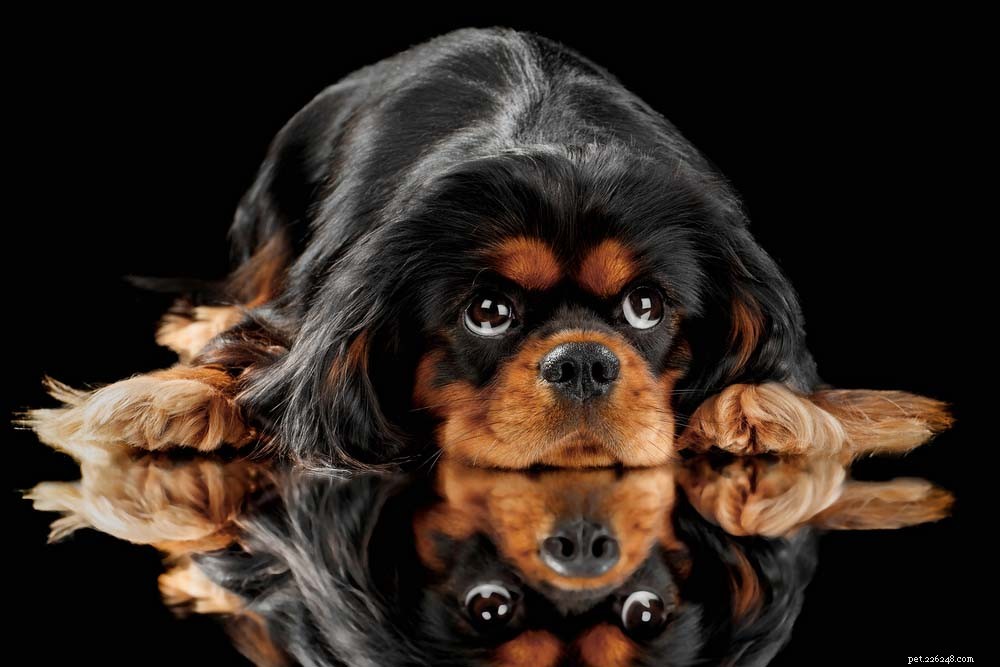 30 Most Popular Dog Breeds Loved Worldwide