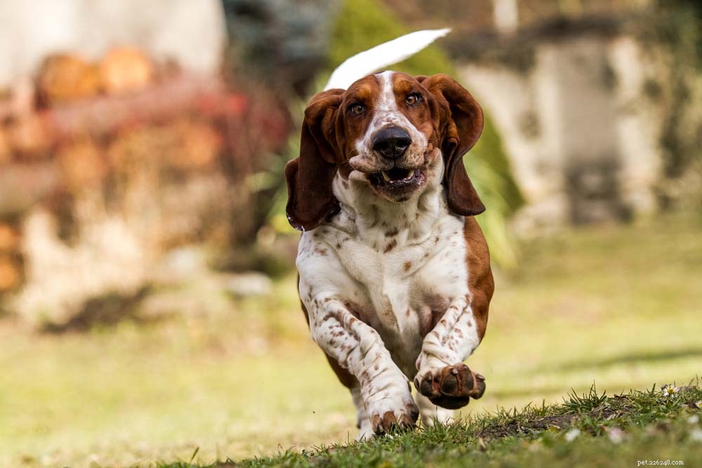 30 Most Popular Dog Breeds Loved Worldwide
