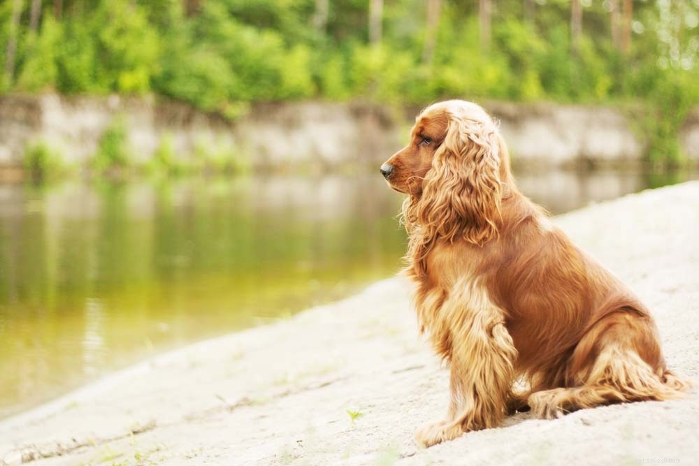 30 Most Popular Dog Breeds Loved Worldwide