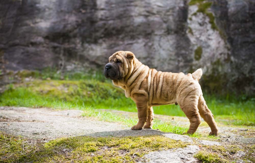 30 Most Popular Dog Breeds Loved Worldwide