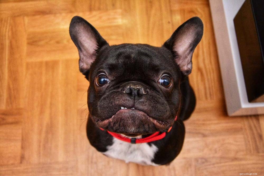 30 Most Popular Dog Breeds Loved Worldwide