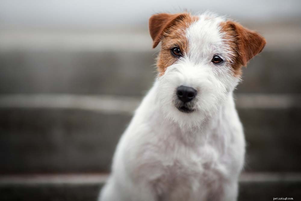 30 Most Popular Dog Breeds Loved Worldwide