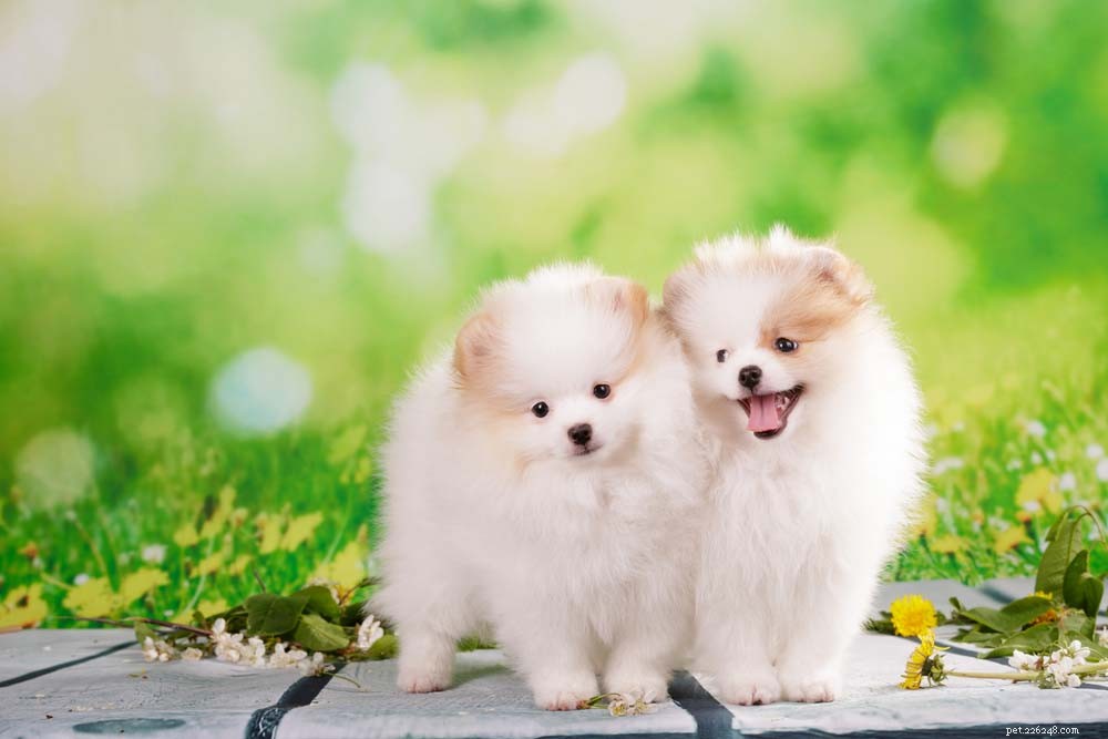 30 Most Popular Dog Breeds Loved Worldwide
