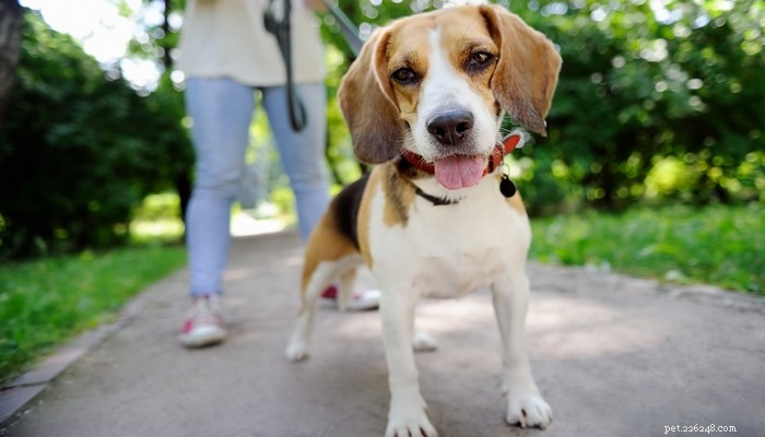 30 Long‑Lived Dog Breeds: The Healthiest Choices for Longevity