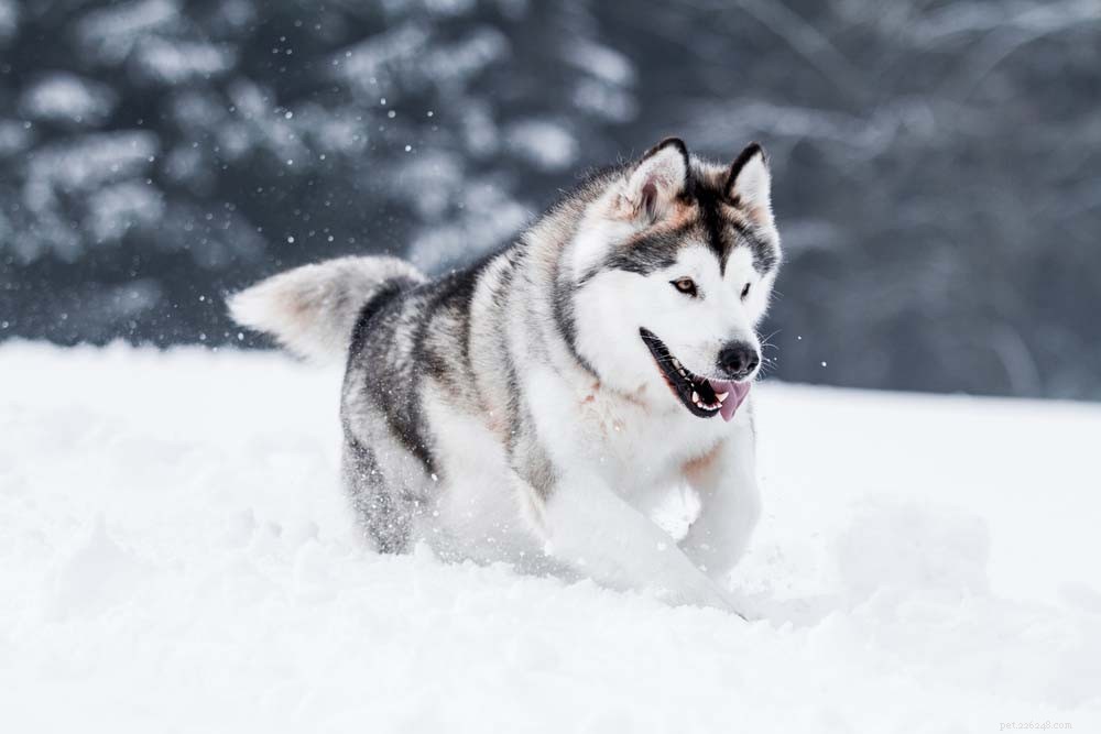 30 Long‑Lived Dog Breeds: The Healthiest Choices for Longevity