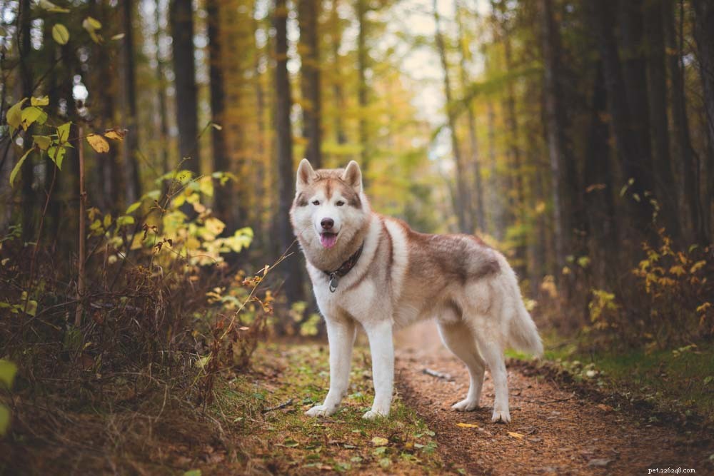 30 Long‑Lived Dog Breeds: The Healthiest Choices for Longevity