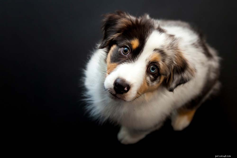 30 Long‑Lived Dog Breeds: The Healthiest Choices for Longevity