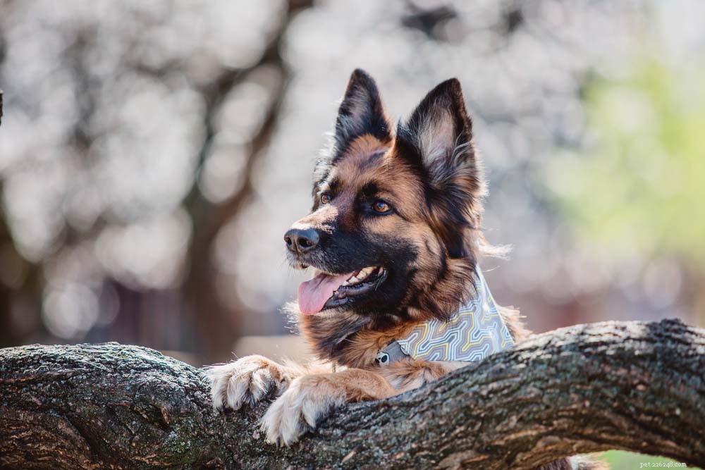 30 Long‑Lived Dog Breeds: The Healthiest Choices for Longevity