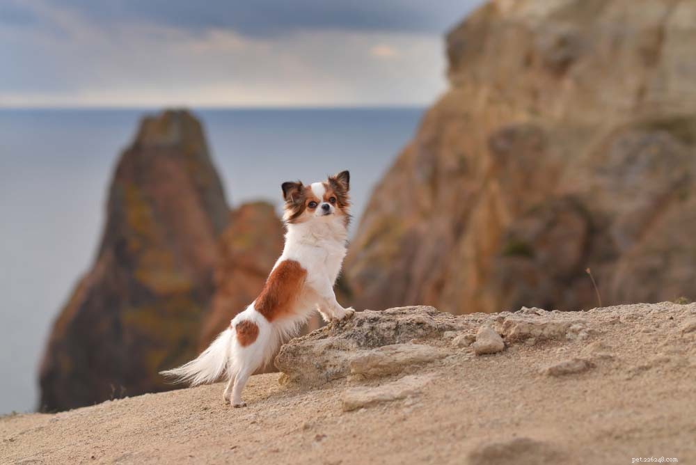 30 Long‑Lived Dog Breeds: The Healthiest Choices for Longevity