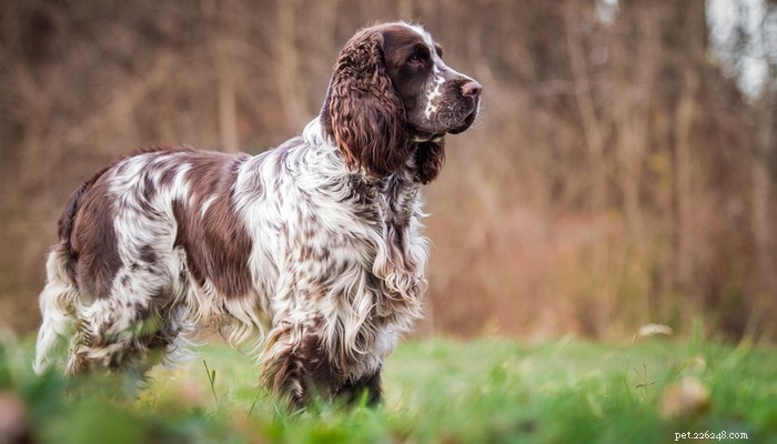 30 Long‑Lived Dog Breeds: The Healthiest Choices for Longevity
