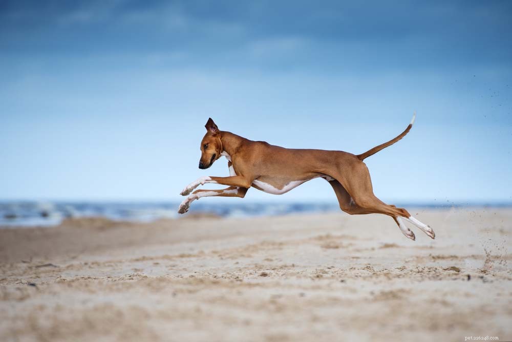 30 Long‑Lived Dog Breeds: The Healthiest Choices for Longevity