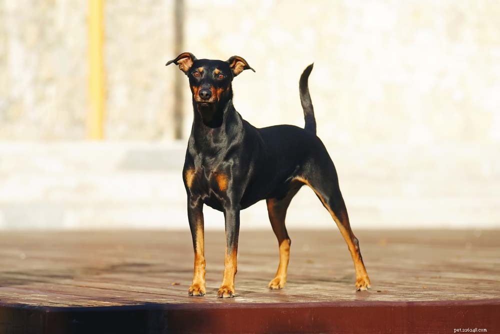 30 Long‑Lived Dog Breeds: The Healthiest Choices for Longevity