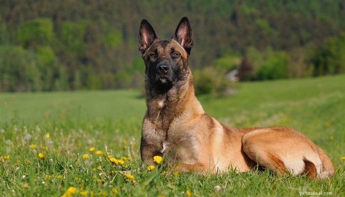 30 Long‑Lived Dog Breeds: The Healthiest Choices for Longevity