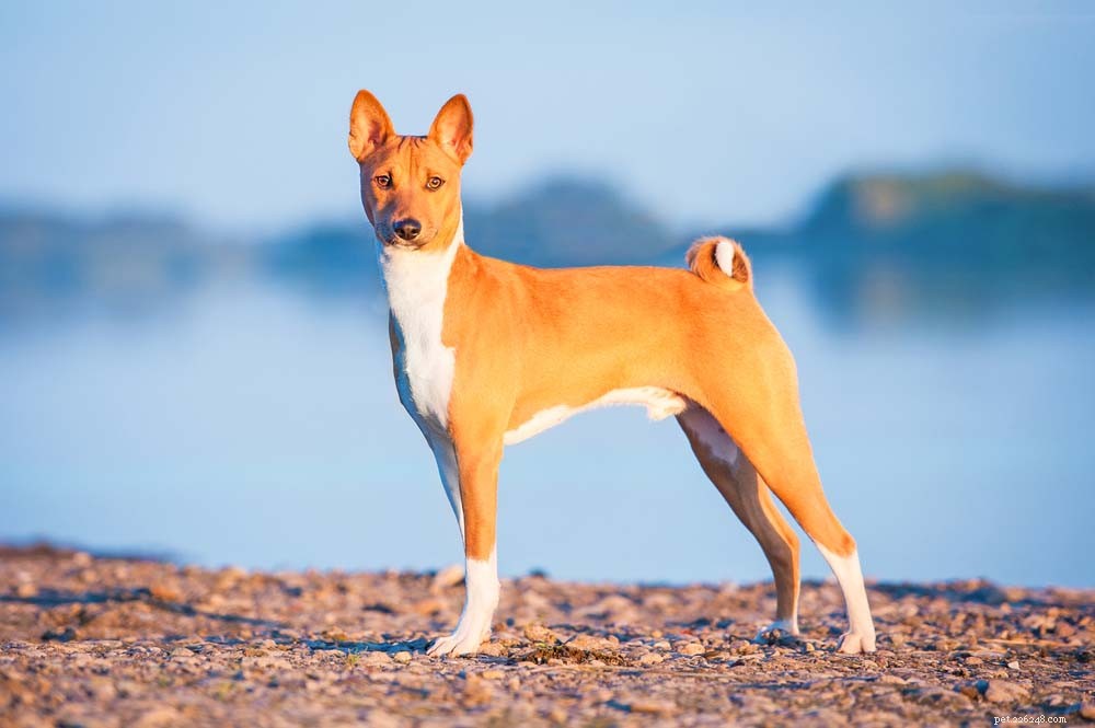 30 Long‑Lived Dog Breeds: The Healthiest Choices for Longevity