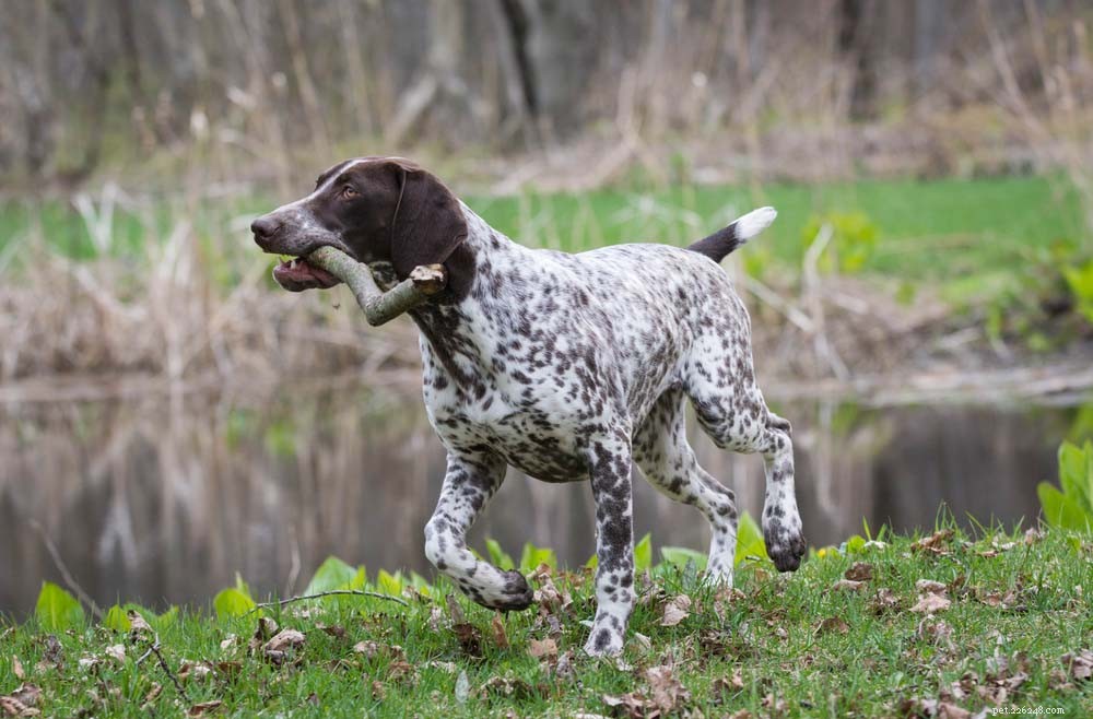 30 Long‑Lived Dog Breeds: The Healthiest Choices for Longevity