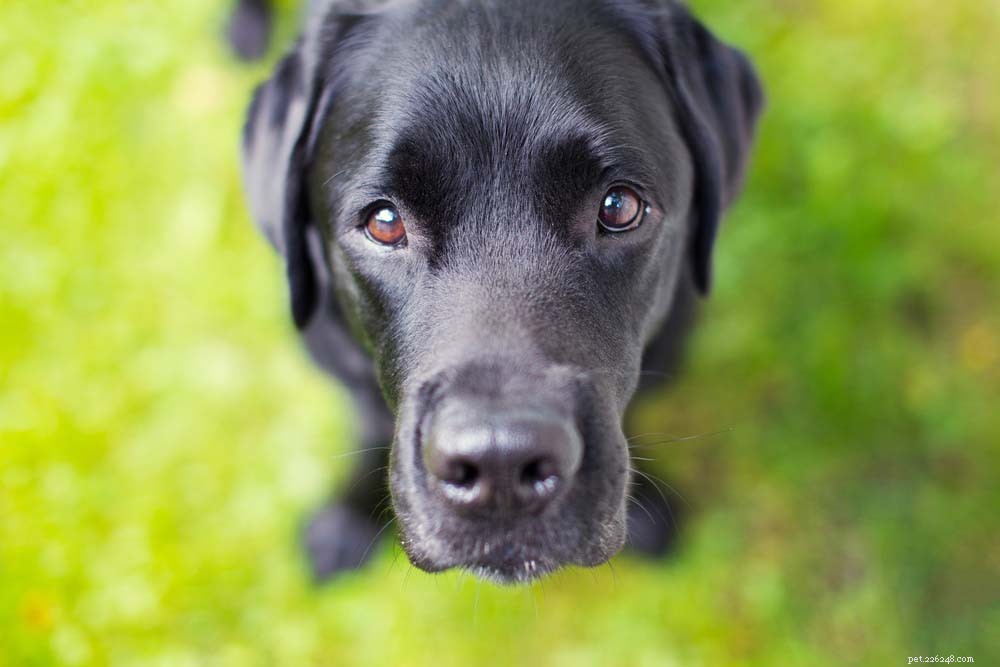 30 Long‑Lived Dog Breeds: The Healthiest Choices for Longevity
