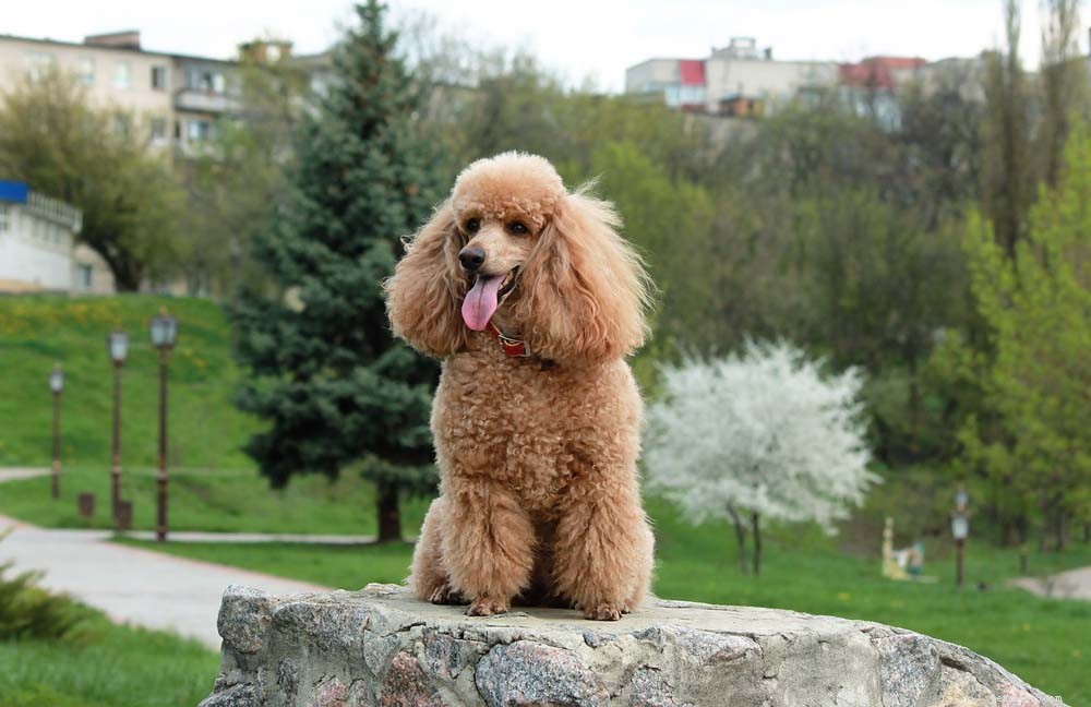 30 Long‑Lived Dog Breeds: The Healthiest Choices for Longevity
