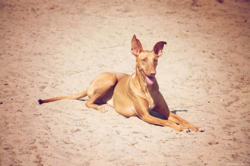 30 Long‑Lived Dog Breeds: The Healthiest Choices for Longevity
