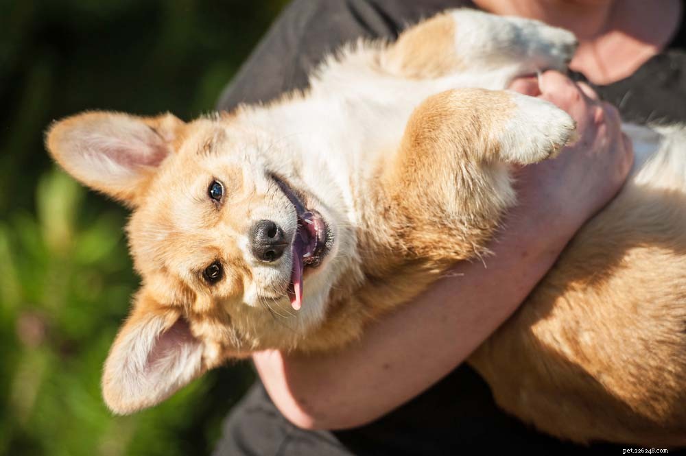 30 Long‑Lived Dog Breeds: The Healthiest Choices for Longevity