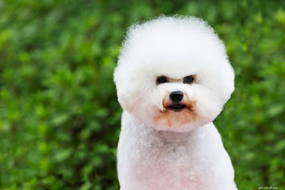 30 Long‑Lived Dog Breeds: The Healthiest Choices for Longevity