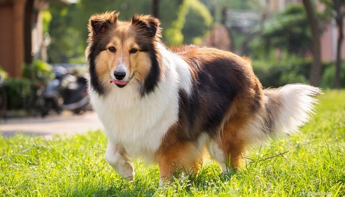 30 Long‑Lived Dog Breeds: The Healthiest Choices for Longevity
