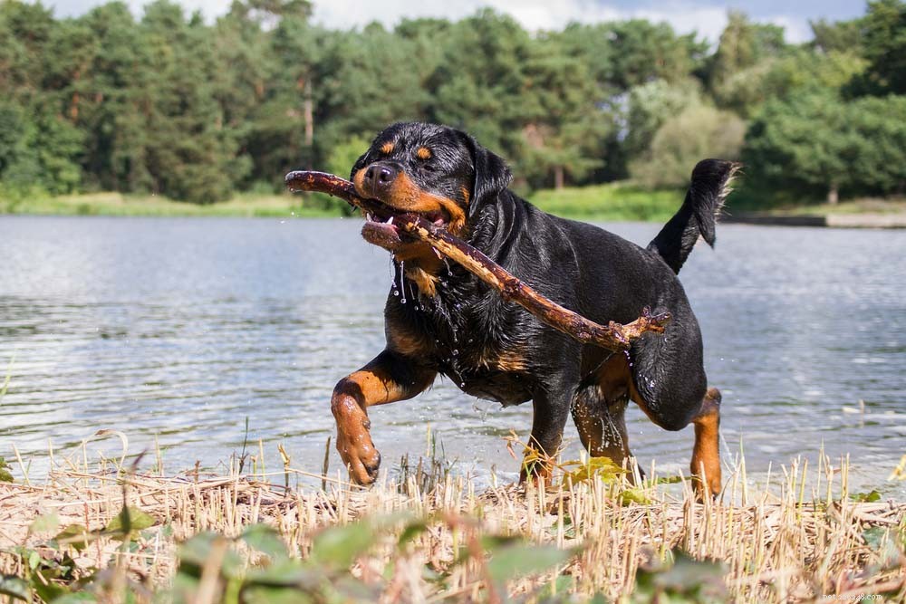 30 Long‑Lived Dog Breeds: The Healthiest Choices for Longevity