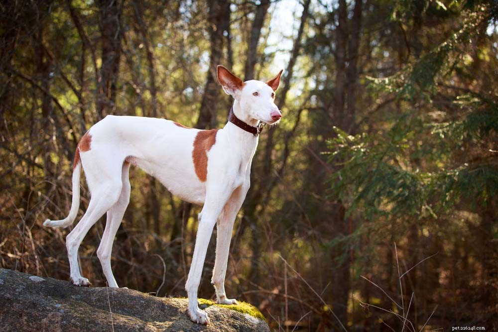 30 Long‑Lived Dog Breeds: The Healthiest Choices for Longevity
