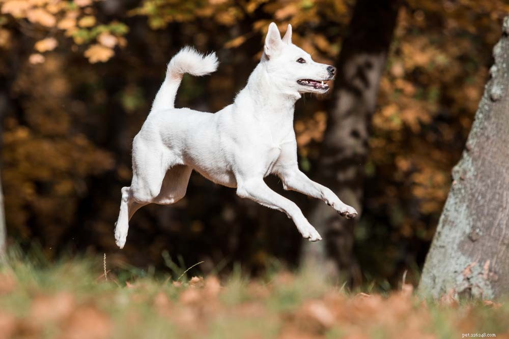 30 Long‑Lived Dog Breeds: The Healthiest Choices for Longevity